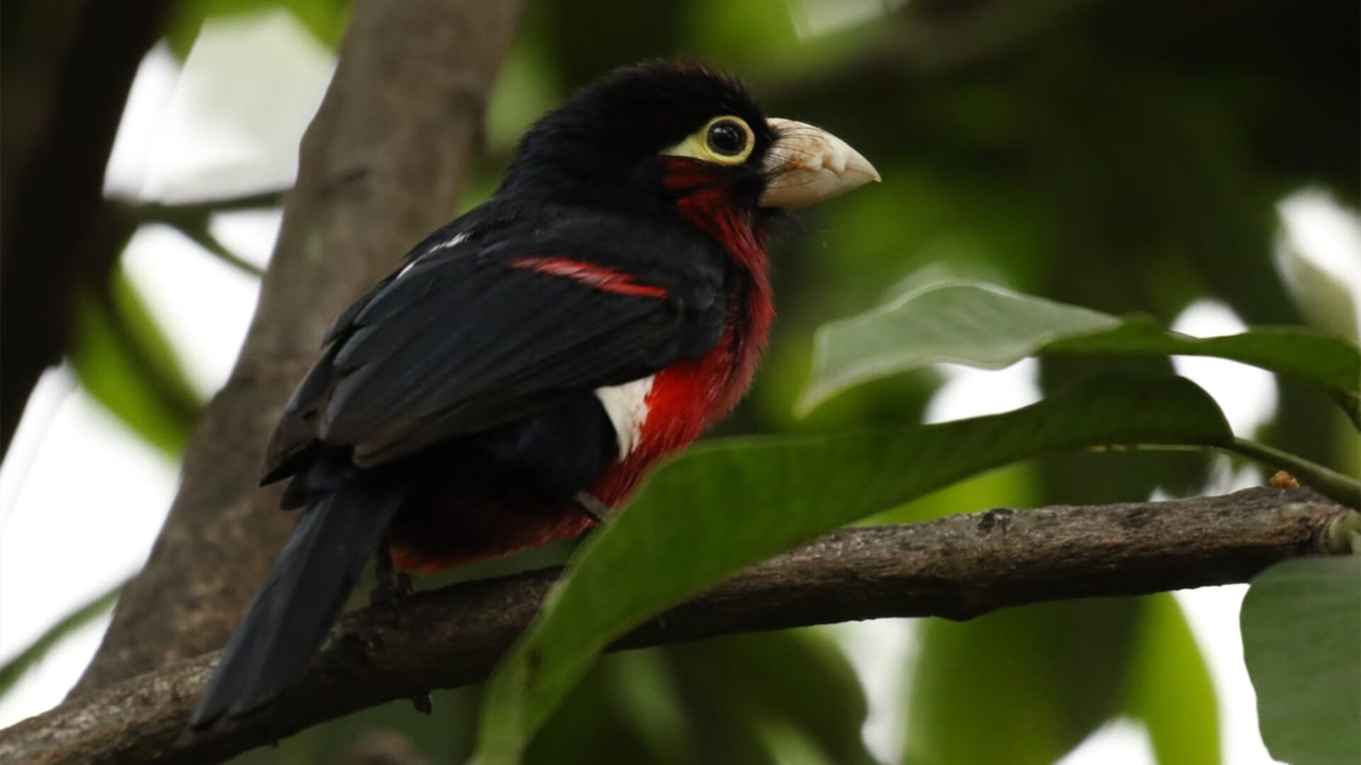 爱游戏娱乐平台-北京国安防守端失球减少，北京国安球队