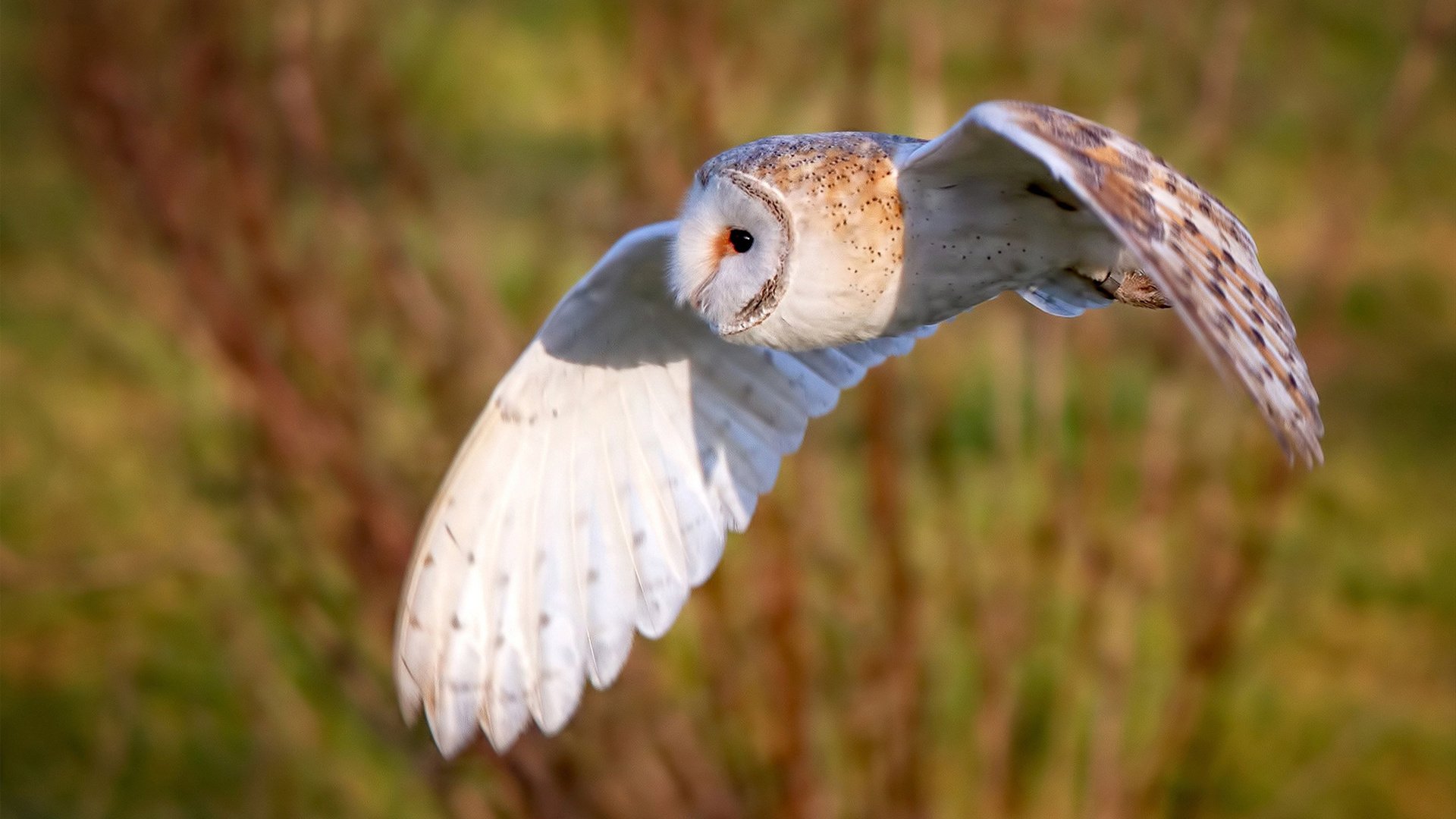 爱游戏综合娱乐-富勒姆进攻端多点开花，白百合能否保级？，富勒姆首发