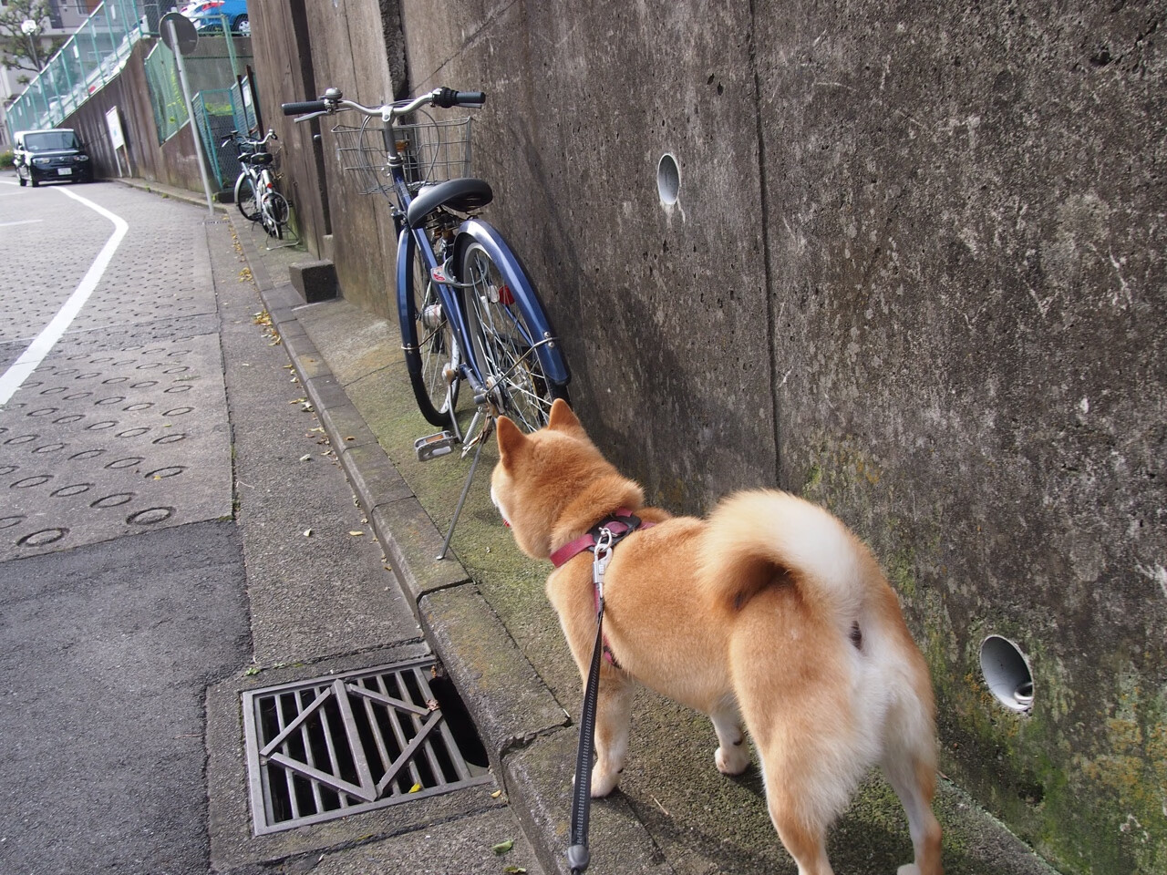 AYX GAMING-爵士球队球队核心球员发挥重要作用，爵士队有哪些球星