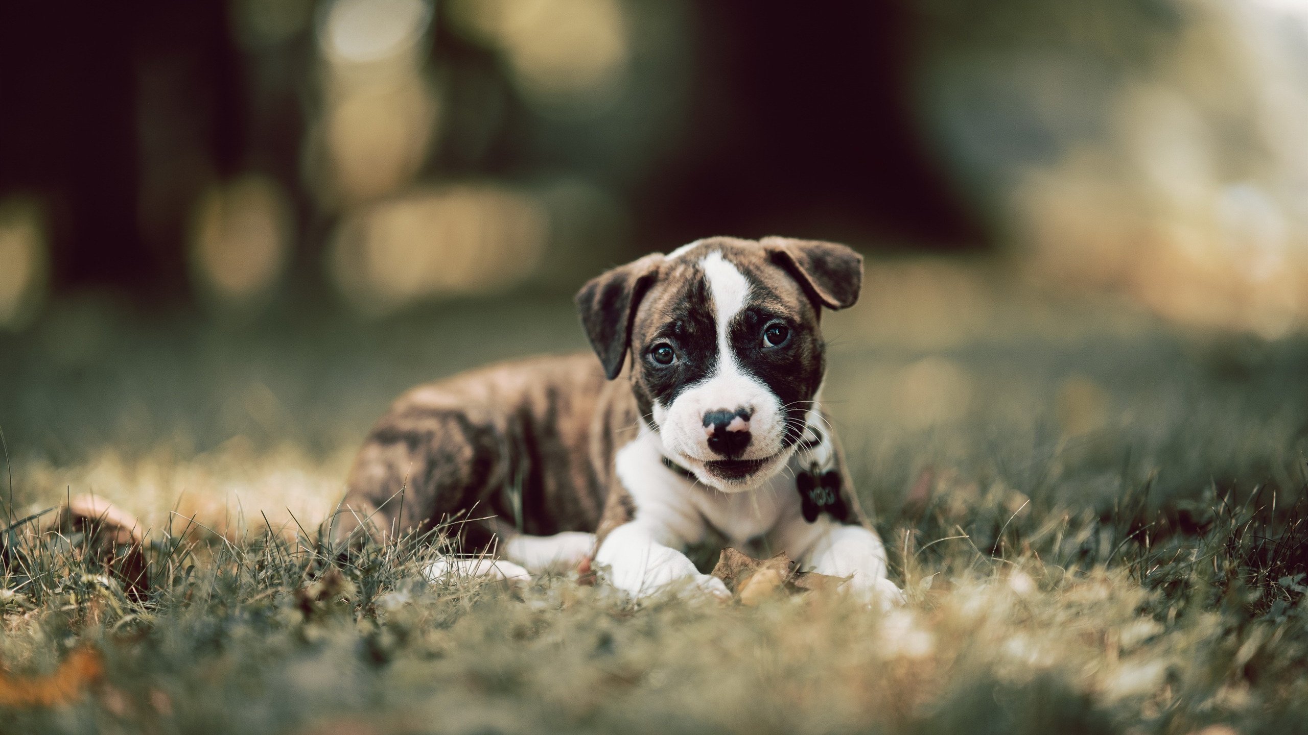 -瑞典队表现抢眼！欧洲杯预选赛领先他人一步！，瑞典欧洲杯比赛分析