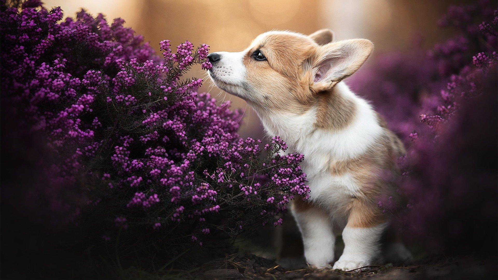 爱游戏中国官方登录入口网站-葡萄牙体育球员转会动态，葡萄牙球队2021