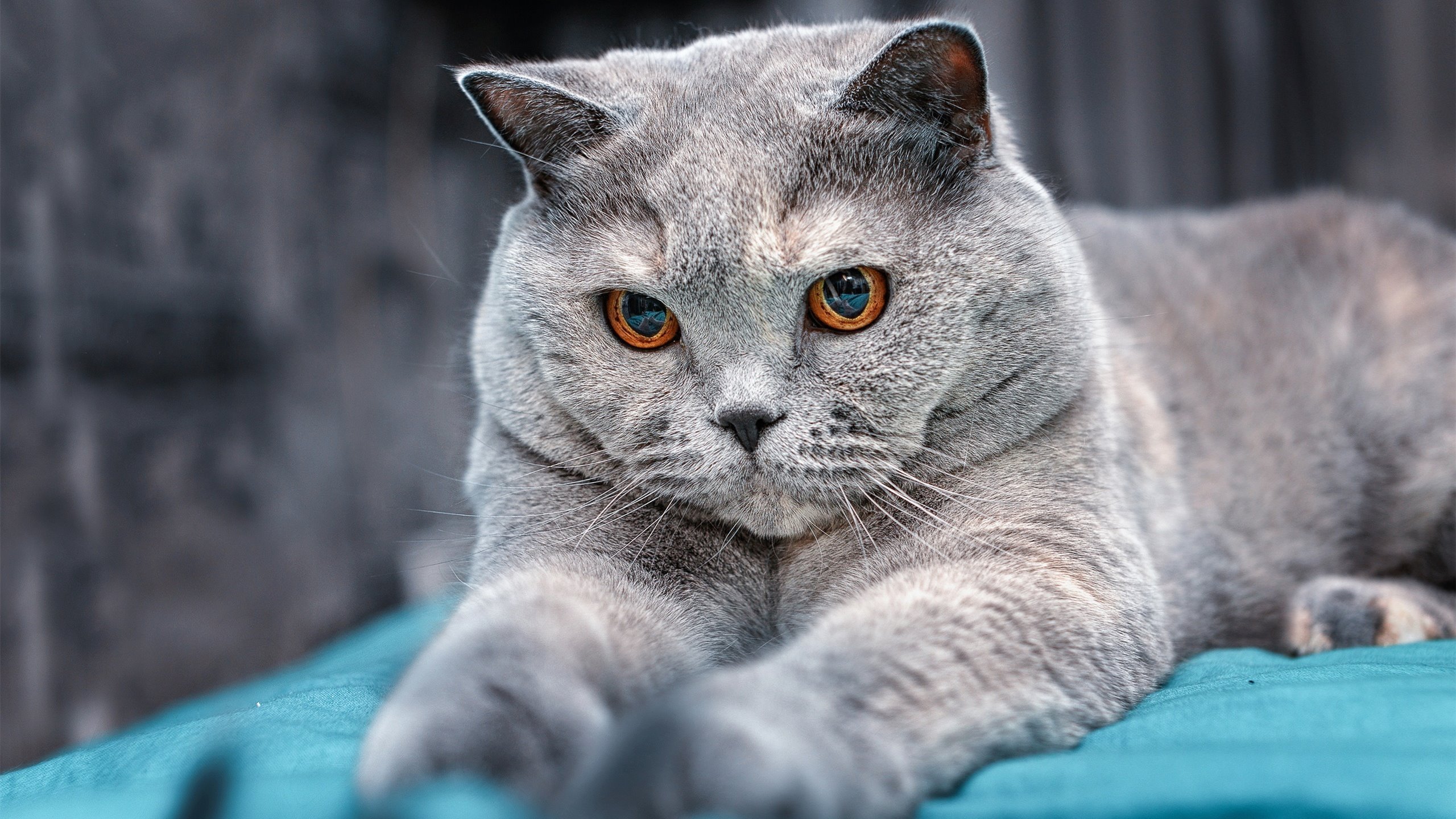 爱游戏官网-葡萄牙体育防守体系稳固，葡萄牙 体育