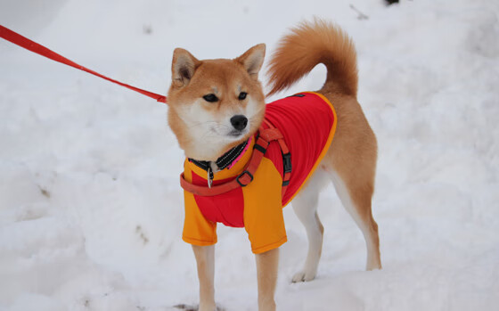 爱游戏中国官方网站平台-韩国青年创新创业活跃，韩国有哪些创新产品