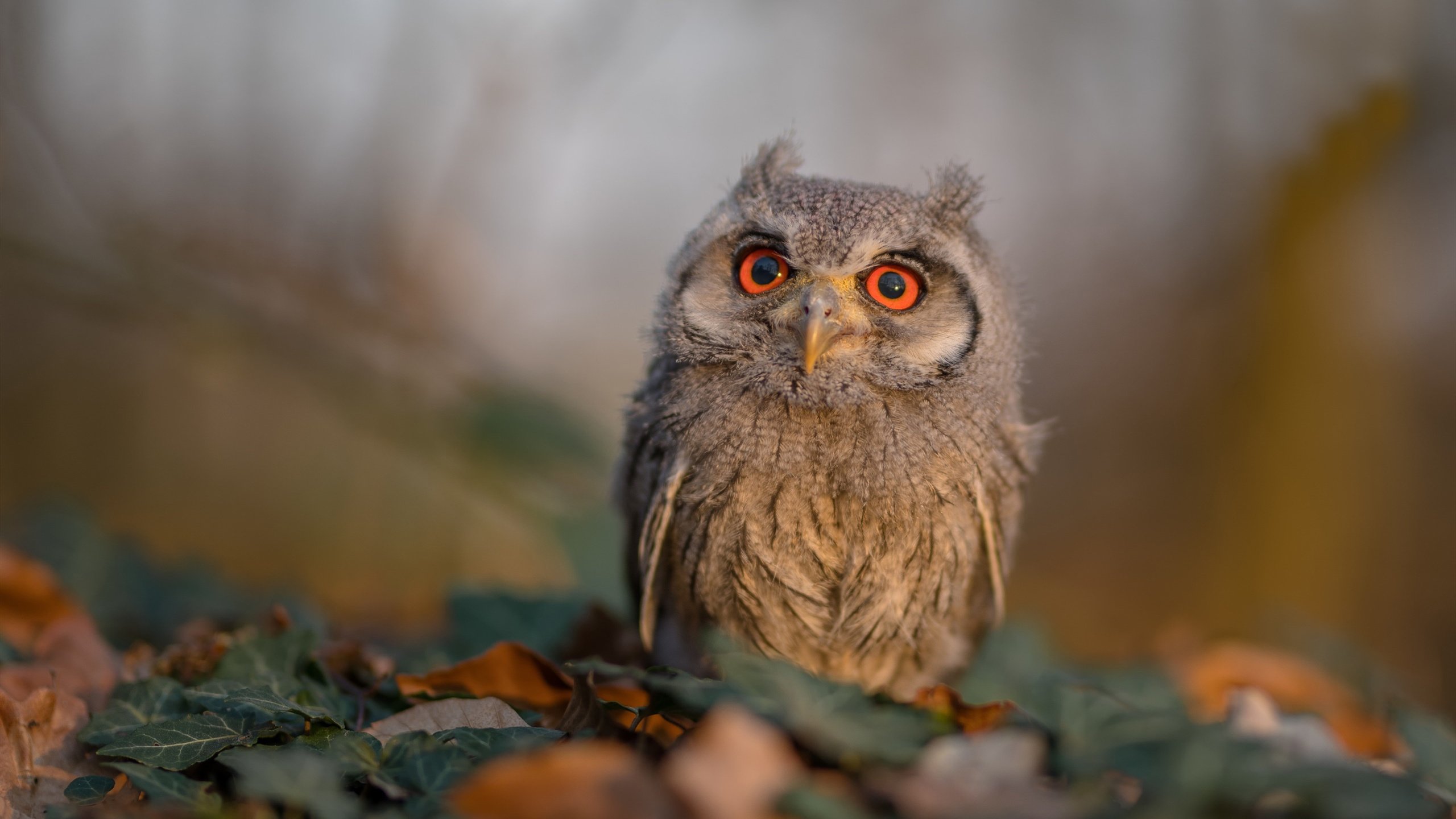 爱游戏app下载-2024年国际乒联混合团体世界杯：瑞典队的整体配合与战术分析，瑞典团体世乒赛