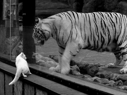 AYX体育-中国女篮实力提升 争夺国际赛场佳绩，中国,女篮