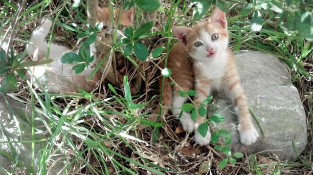 爱游戏体育APP下载-足球解说内容专业度提升空间大，足球解说工作
