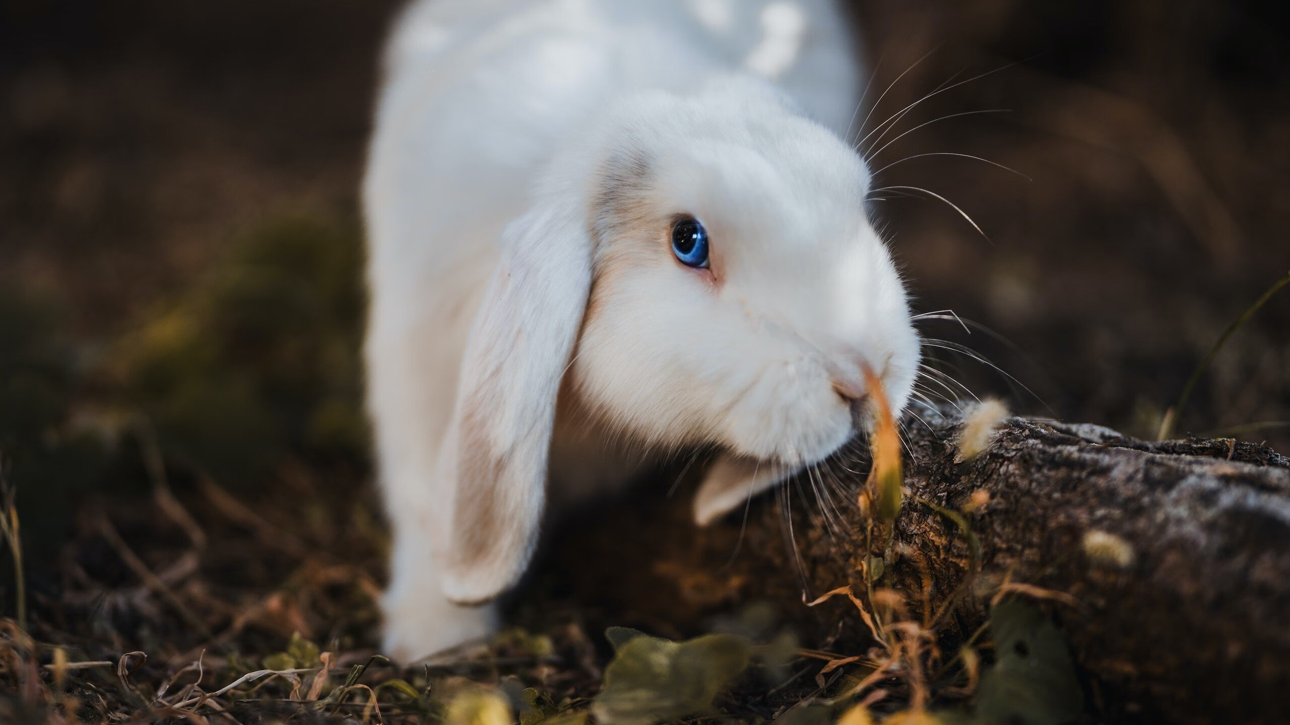 爱游戏官方网站-中国足球国家队外训效果显著获得好评，中国国家足球队外援