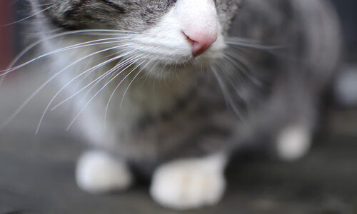 爱游戏平台-拜仁成功卫冕冠军德甲联赛，拜仁德甲赛程