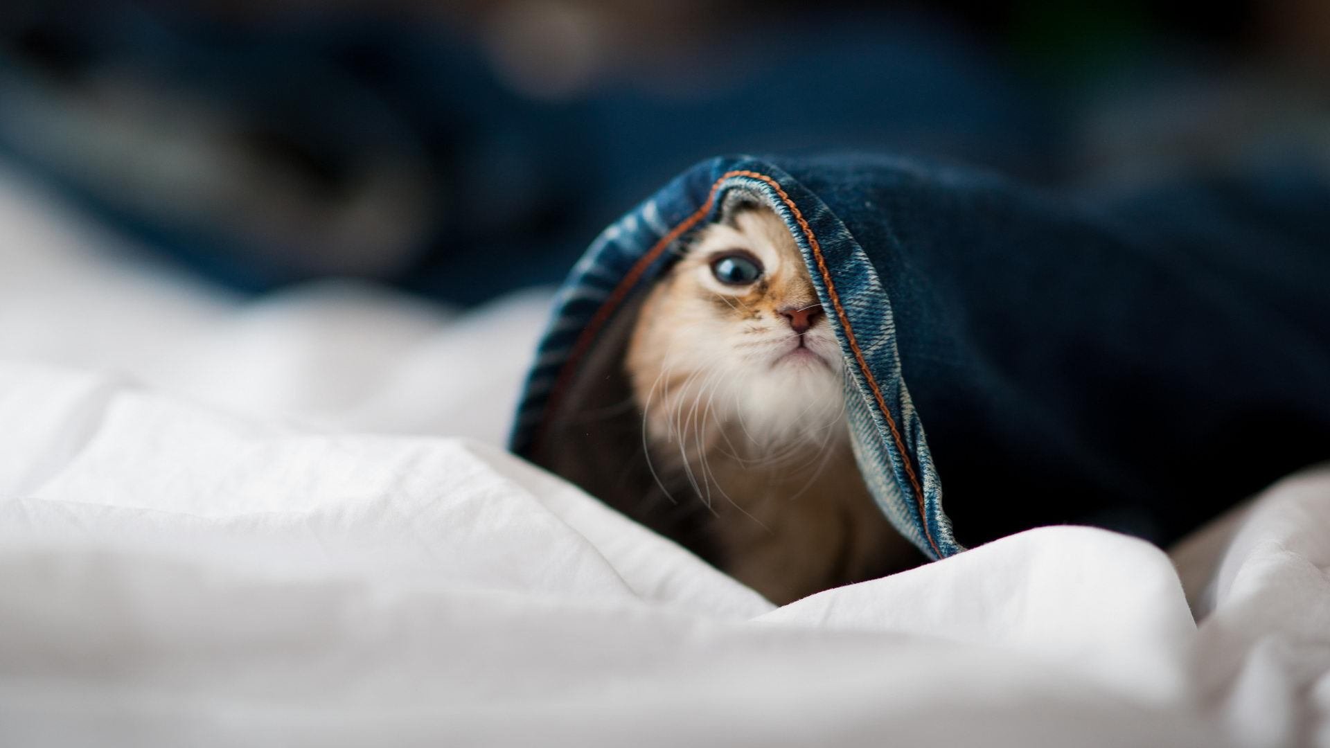 爱游戏体育官方网站-澳大利亚橄榄球注重青少年球员发展，提升未来竞争力，澳大利亚nrl橄榄球联赛